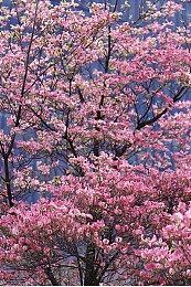 微软Xbox总裁再度确认：下一代Xbox主机仍在规划中